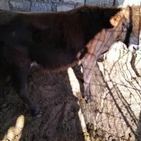 OKUZ ŞWES TOHIM MAL