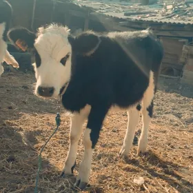 Сментал унажин