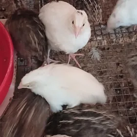 Bedene (перепелки)