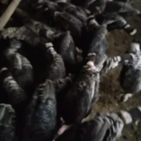 Живые Индюки / Indukler