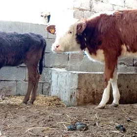 Simental Öküz tüwe