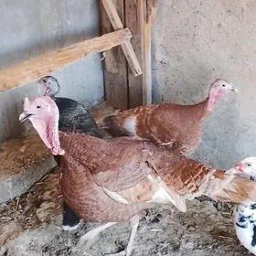 овган. индук