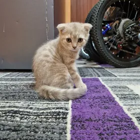 Shatlan pishik котенок