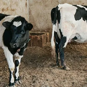 Чёрный пёстра голели сыгыр