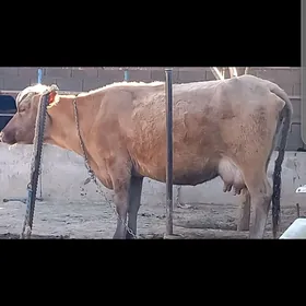 goleli sygyr ve okuzceler