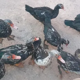 Мускус ордеклер