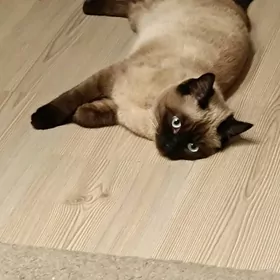 сиамский котенок