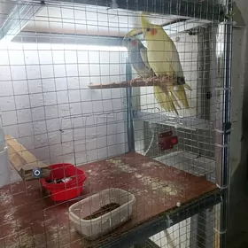 Попугай Popugay