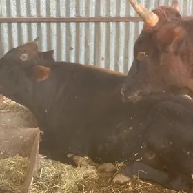 çöl öküz 3 yaşar