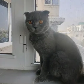 Шотландский кот на вязку