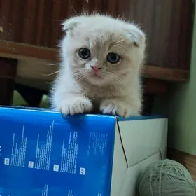 шотландские вислоухие мальчики