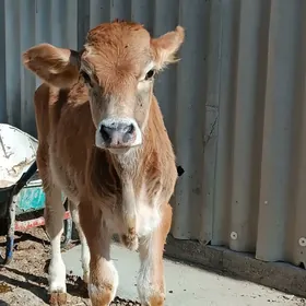 ökuz arasa şiwes tohum