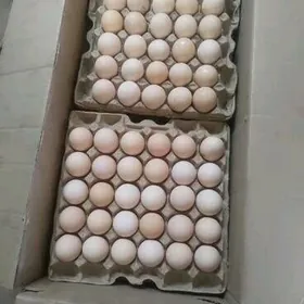 yumurtga яйца инкуба ýumurtga