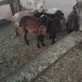 bakynmaga sagdynja toklylar