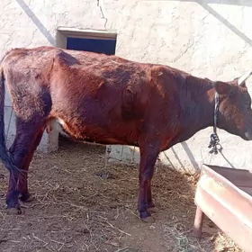 goleli sygyr bogoz sygyrlar gu