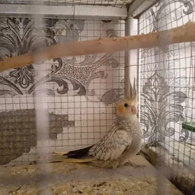 Попугай Корелла