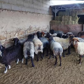 bakyly goyunlar işşekler