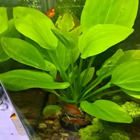 аквариумные растения