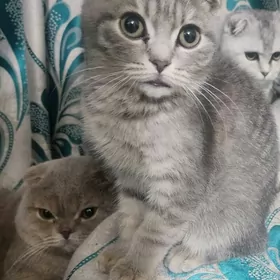 Шотландские котята