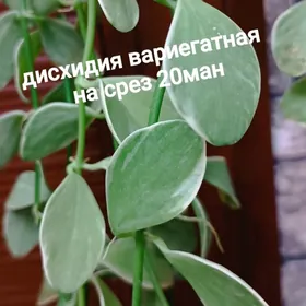 растения комнатные 5м-170м