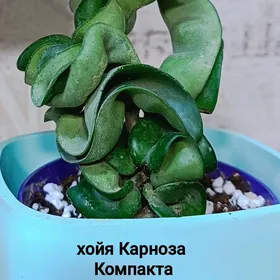 хойя/перлит/вермикулит