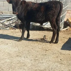 OKUZ ŞWES TOHIM MAL