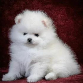 Памеранский шпиц