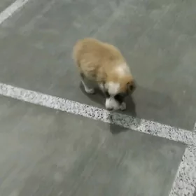 Hakyky Alabay gulagi kesik