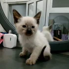 сиамский котёнок