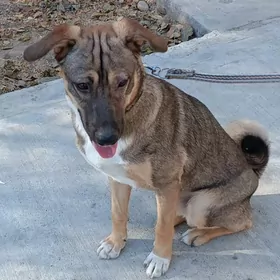 в добрые руки!