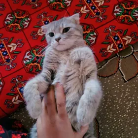 Satlanskiy şinşila