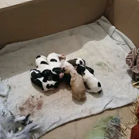 щенки охотничий породы