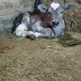 Gibrit Gölely sygyr