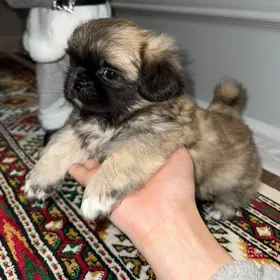 щенки пикинеса