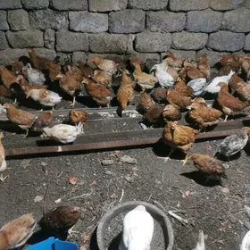 Jüýje, bedene we yumurtgasy