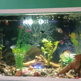 akwarium barbus balyk