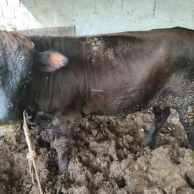 okuz 2.5 3 ýaş aralyk 2 si