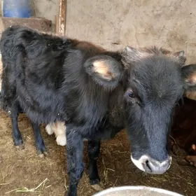 Siwes tohum öküzler