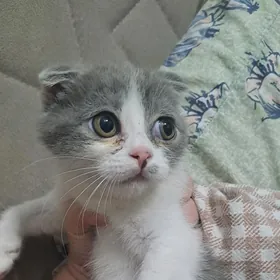 Шотландские котята