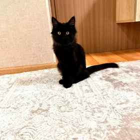 Котенок девочка