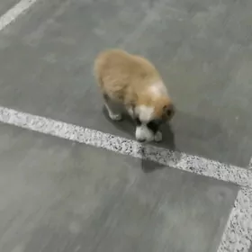 Alabaý Gulagy Gurugu kesigi