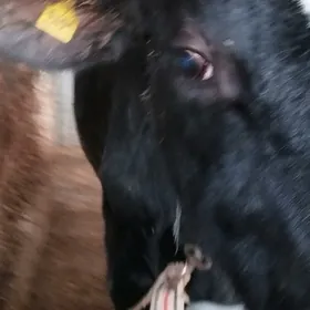 Galnyşdeýin öküz