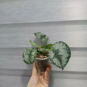 СЦИНДАПСУС ПИКТУС