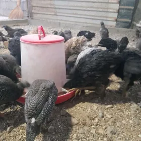 sesarka,gigant brama