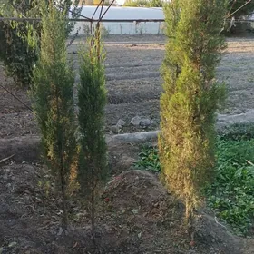 аризонка кипарис йолка