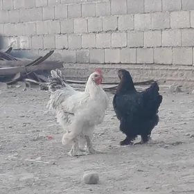 Yashajyk Horazlar paroda