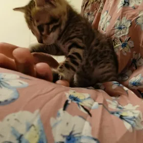 Bengal бенгал котята девочки