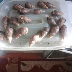 Улитки  Ахатины