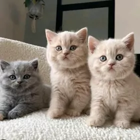 шотландские прямоушки