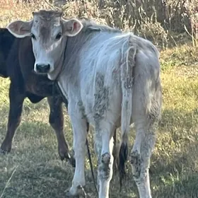 Arassa Şiwes Tuweler